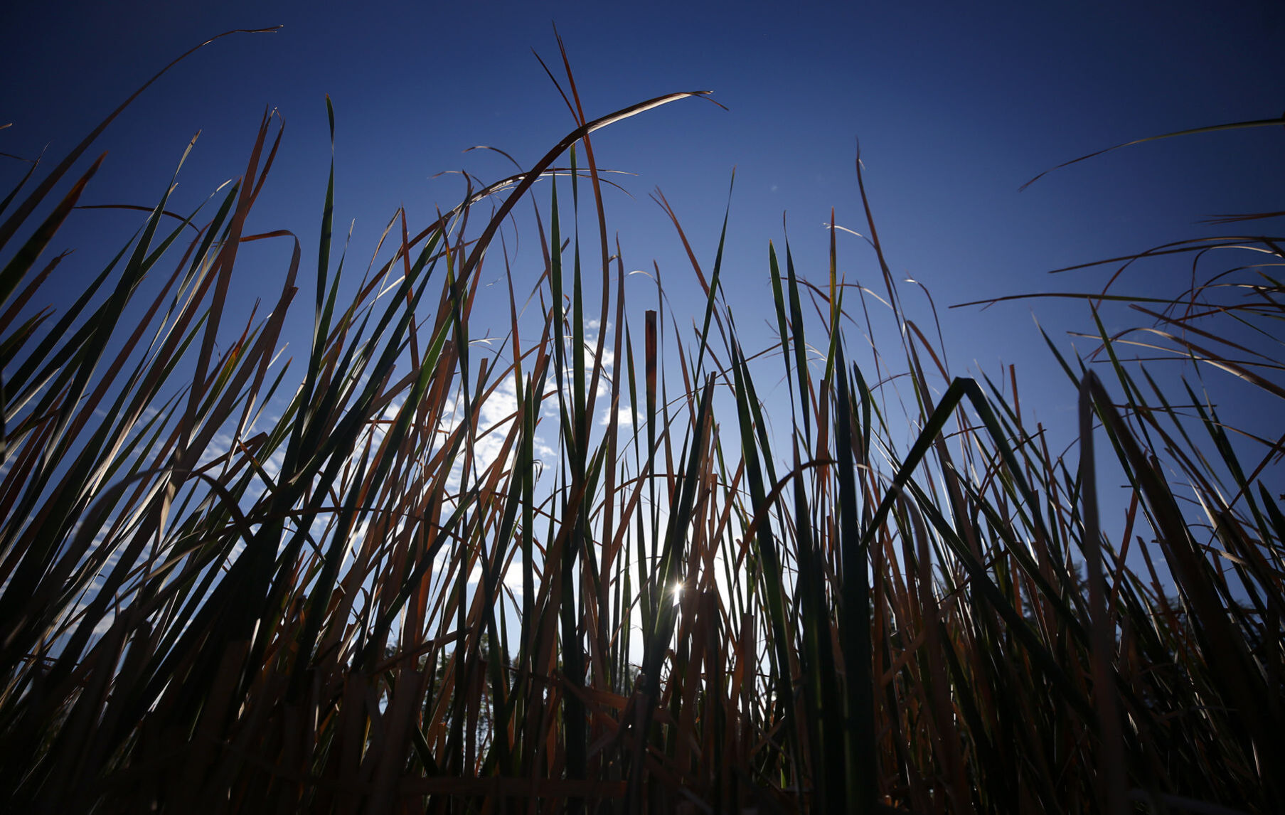 Sweetwater Wetlands, ÃÛèÖÖ±²¥